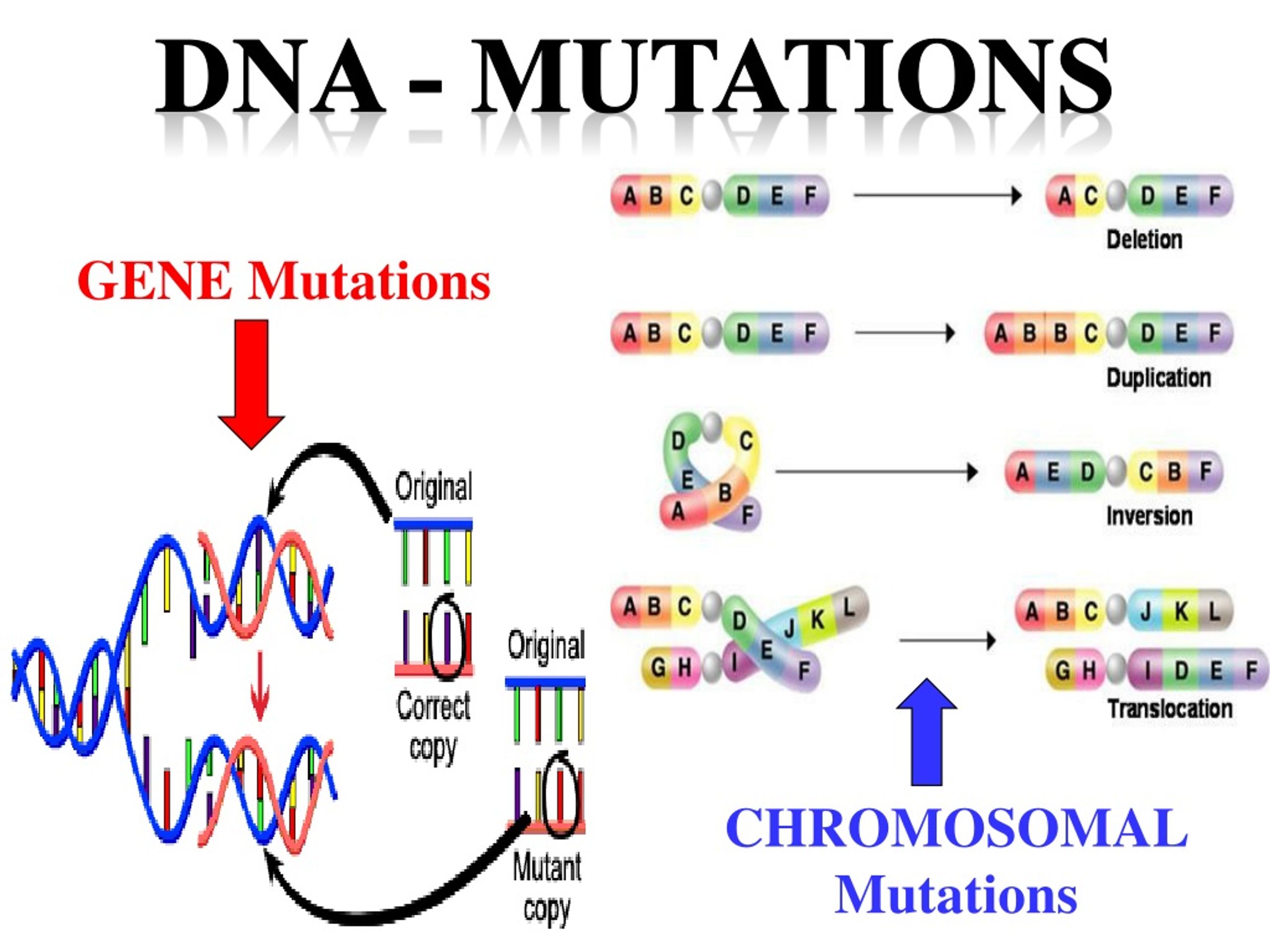 Mutation DNA Sample - Fresh